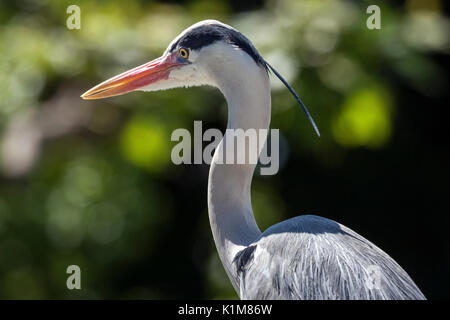 Graureiher (Ardea cinerea), Baden-Württemberg, Deutschland Stockfoto