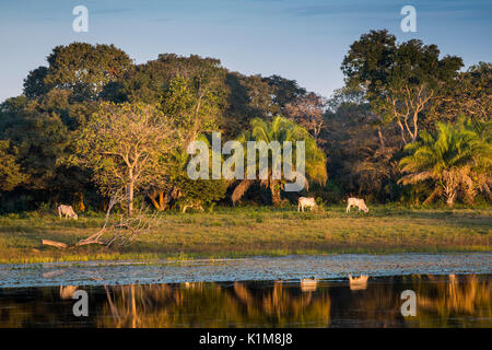 Landschaft mit Nelore Rinder in der südlichen Pantanal, Fazenda Barranco Alto, Pantanal, Mato Grosso do Sul, Brasilien Stockfoto