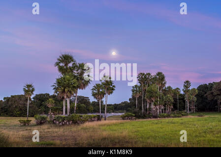 Landschaft mit moriche Palmen im südlichen Pantanal, Fazenda Barranco Alto, Pantanal, Mato Grosso do Sul, Brasilien Stockfoto