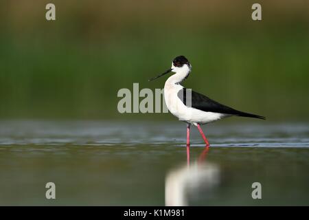 Schwarz - geflügelte Stelzenläufer (Himantopus himantopus), stehend im flachen Wasser, Nationalpark Kiskunság, Ungarn Stockfoto