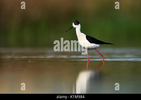 Schwarz - geflügelte Stelzenläufer (Himantopus himantopus), Wandern durch seichtes Wasser, Nationalpark Kiskunság, Ungarn Stockfoto