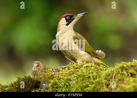 Europäische Grünspecht (Picus viridis), männlich, Nationalpark Kiskunság, Ungarn Stockfoto