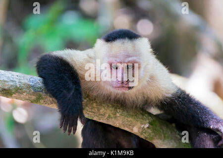 Denken weiß vorangegangen Kapuziner Affen ruhen Stockfoto