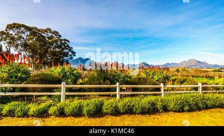 Blühende Krantz Aloe Blumen entlang einer weißen auf einen Weinberg in der Nähe von Stellenbosch in der Western Cape Provinz von Südafrika auf einem schönen Südafrikanischen winter Tag Stockfoto