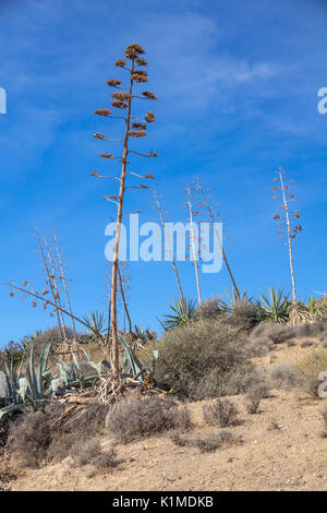 Vertikaler Agaven auf der trockenen Küste des Cabo de Gata, Almeria, Südspanien Stockfoto