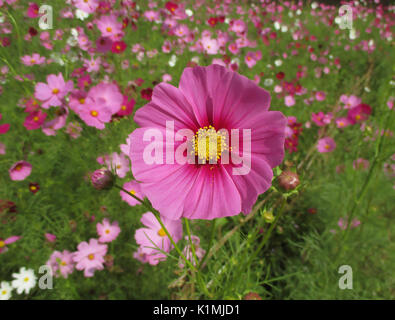 Geschlossen bis Pulsierende rosa blühenden Kosmos Blume auf der Cosmos-Feld, Thailand Stockfoto