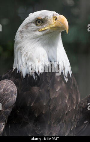 Weißkopfseeadler Stockfoto