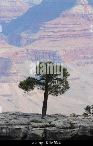 Einsamer Baum mit Blick auf den Canyon Stockfoto