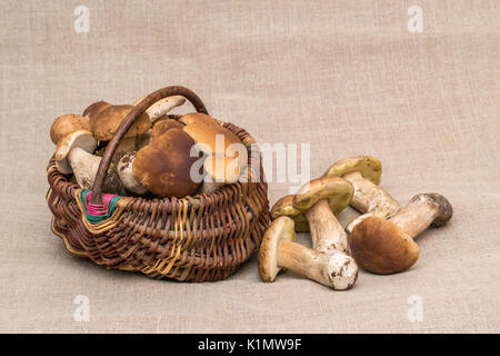 Gruppe von Steinpilzen Pilze auf Leinen. CEP-Pilze in den Korb Stockfoto