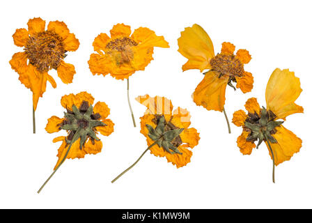 Getrocknet und gepresst die Feder wilde Blumen auf weißem Hintergrund. Herbarium von gelben Blumen Stockfoto