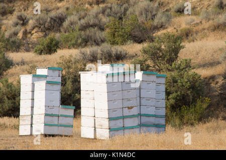 Stapel von Bienenstöcken in einem Feld von getrocknetem Gras mit Sträuchern und Salbei Bürste im Hintergrund. Stockfoto