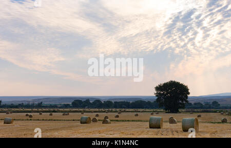 Weites Feld mit mehreren großen runden Strohballen im Vordergrund und Laubbäume und dunstige Berge im Hintergrund. Ein bewölkter Himmel bei Sonnenaufgang über Stockfoto