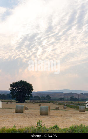 Weites Feld mit mehreren großen runden Strohballen im Vordergrund und Laubbäume und dunstige Berge im Hintergrund. Ein bewölkter Himmel bei Sonnenaufgang ist oben. Stockfoto
