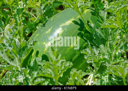 Wassermelonen wachsen in Feld Stockfoto