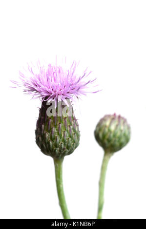 Cirsium arvense (creeping Thistle) Blüte isoliert auf weißem Stockfoto