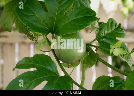 Passionsfrucht oder passiflora edulis Rebe und unreife Früchte gegen einen Holzzaun. Stockfoto
