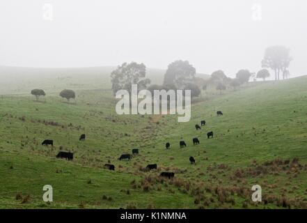 Schwarze Vieh weiden auf grünen Grasbergen an einem nebligen Morgen. Stockfoto