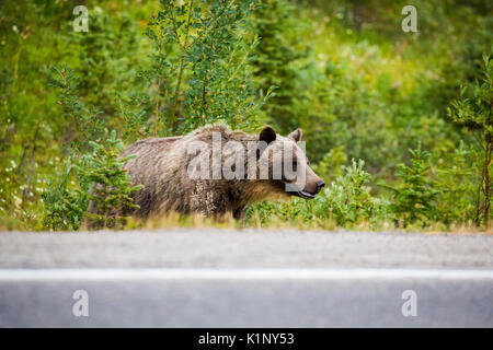 Ein Grizzly Bär Kreuze Landstraße 40 in der Nähe der Highwood Pass in Kananaskis Country, Alberta, Kanada. Stockfoto