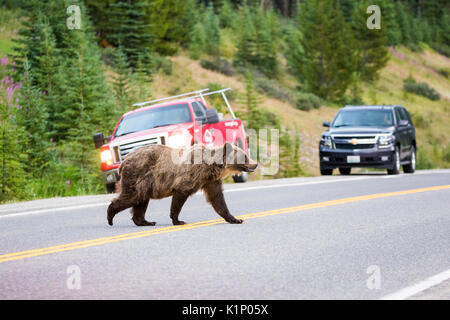 Ein Grizzly Bär Kreuze Landstraße 40 in der Nähe der Highwood Pass in Kananaskis Country, Alberta, Kanada. Stockfoto