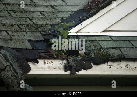 Ahorn Setzlinge und Unkraut wächst aus der Gosse und Löcher im Dach eines verlassenen Hauses Stockfoto