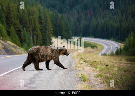 Ein Grizzly Bär Kreuze Landstraße 40 in der Nähe der Highwood Pass in Kananaskis Country, Alberta, Kanada. Stockfoto