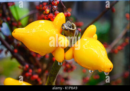 Fancy Aubergine auf den Baum mit Natur Hintergrund im Garten im Herbst. Stockfoto