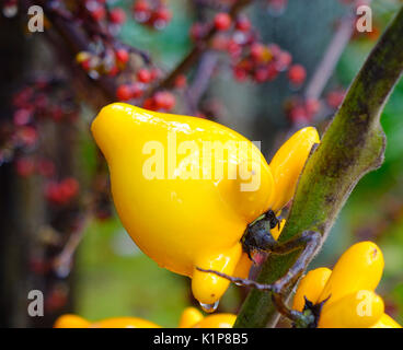 Fancy Aubergine auf den Baum im Garten im Herbst. Stockfoto