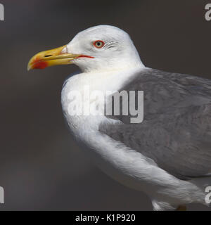 Yellow-legged Gull (Larus michahellis) nach Kopf und Schultern, Essaouira, Marokko. Stockfoto