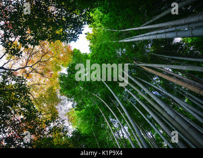 Arashiyama Bamboo Grove mit Bäume im Herbst in Kyoto, Japan. Stockfoto