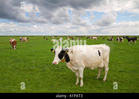 Kühe in niederländischen Wiese Stockfoto