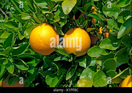 Orangen auf Baum Stockfoto