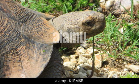 Afrikanische trieb Schildkröte (Centrochelys Sulcata), Südafrika. Stockfoto