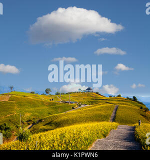 Die Orange daylily Blume am 60 Stone Mountain, Fuli, Hualien, Taiwan Stockfoto