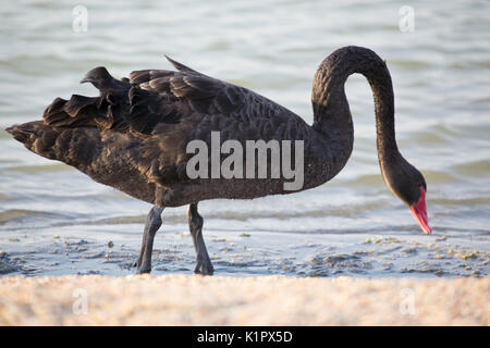 Schwarzer Schwan Stockfoto