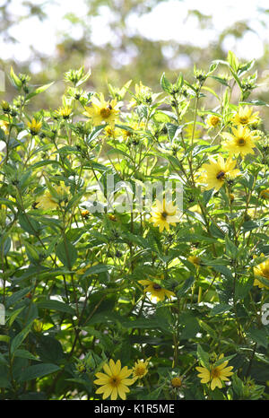 Helianthus 'Lemon Queen', Sonnenblumen Lemon Queen, ein beständiger Sonnenblumen in einem Englischen Garten wachsen. Stockfoto