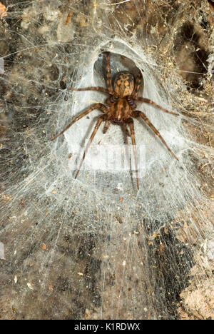 Tegenaria Spider Stockfoto