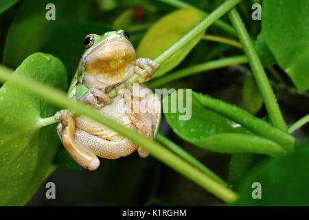 Schöne grüne Amphibienarten Laubfrosch, Hyla arborea, sitzen auf Gras Lebensraum. Stockfoto