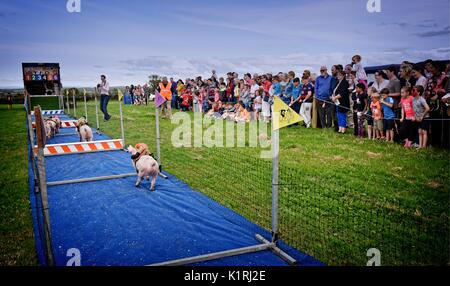 Irland Askeaton Country Fair. Schwein Racing. Stockfoto