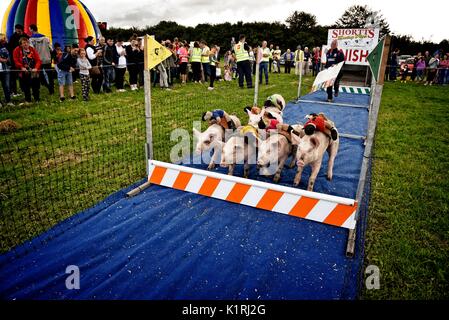 Irland Askeaton Country Fair. Schwein Racing. Stockfoto