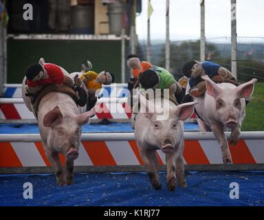 Irland Askeaton Country Fair. Schwein Racing. Stockfoto