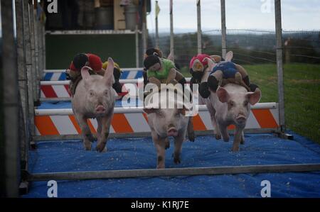 Irland Askeaton Country Fair. Schwein Racing. Stockfoto