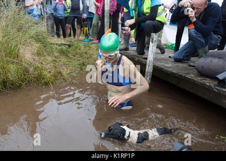 Angela Jones konkurriert im Jahr 2017 welt Bogsnorkeling Meisterschaften an den Waen Rhydd in der Nähe von Llanwrtyd Wells Moor. Stockfoto