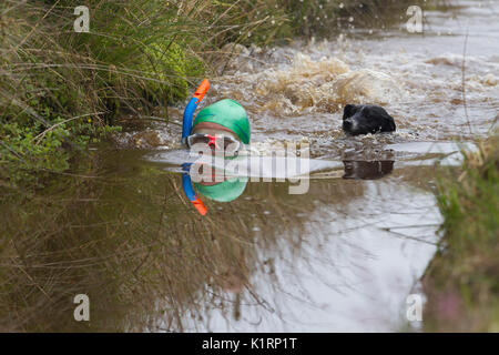 Angela Jones konkurriert im Jahr 2017 welt Bogsnorkeling Meisterschaften an den Waen Rhydd in der Nähe von Llanwrtyd Wells Moor. Stockfoto