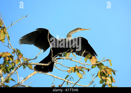 Anhinga (aka Snakebird, American Darter) seine Flügel ausbreitet, etwa von oben von einem Baum aus. Rio Claro, Pantanal, Brasilien Stockfoto