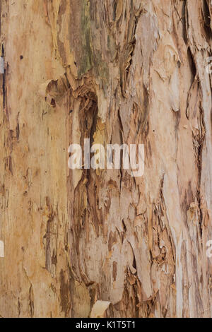 Close up Texturen peeling Rinde auf Eukalyptus Gum Tree ideal als Natur Hintergrund Stockfoto