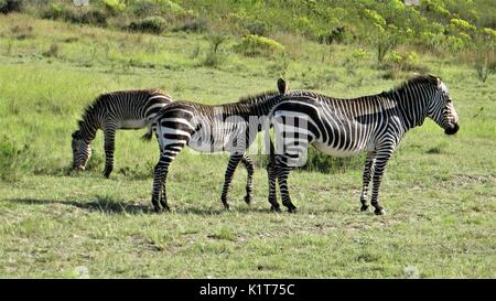 Cape Mountain Zebra (Equus Zebra) im Grünland, Südafrika Stockfoto