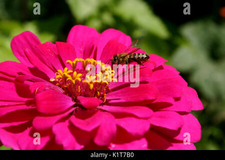 Biene auf Zinnia Blume Stockfoto