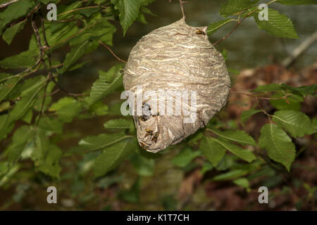 Virginia, USA, großes Papier-Wespennest, das im Baum hängt. Stockfoto