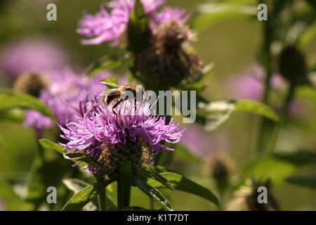 Biene auf lila Wildflower Stockfoto