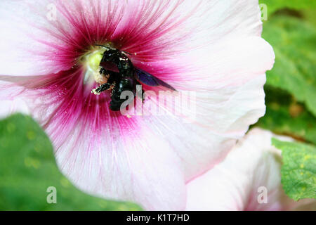 Schwarz carpenter Bee Pollen sammeln Stockfoto